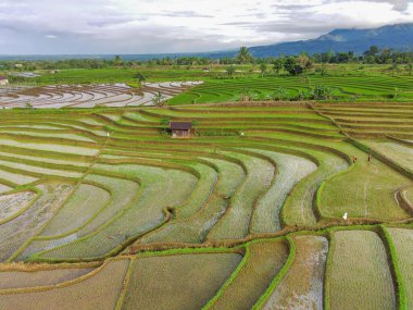 Beautiful morning view indonesia Panorama Landscape paddy fields with beauty color and sky natural light