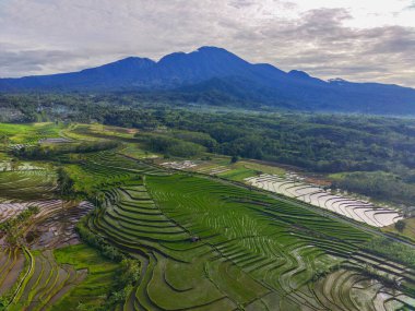 Beautiful morning view indonesia Panorama Landscape paddy fields with beauty color and sky natural light