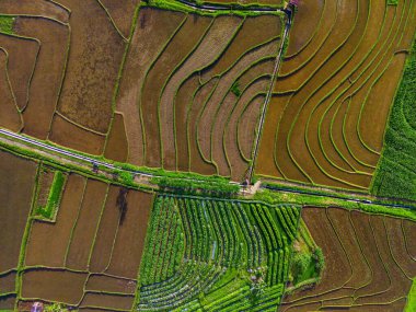 Beautiful morning view indonesia Panorama Landscape paddy fields with beauty color and sky natural light