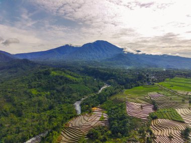 Beautiful morning view indonesia Panorama Landscape paddy fields with beauty color and sky natural light