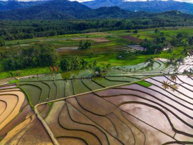 Beautiful morning view indonesia Panorama Landscape paddy fields with beauty color and sky natural light