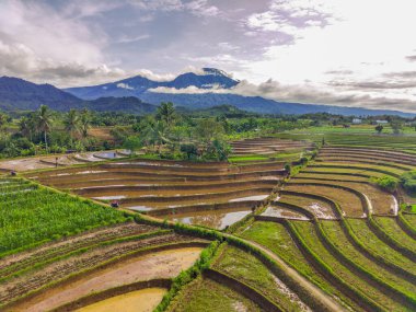 Beautiful morning view indonesia Panorama Landscape paddy fields with beauty color and sky natural light