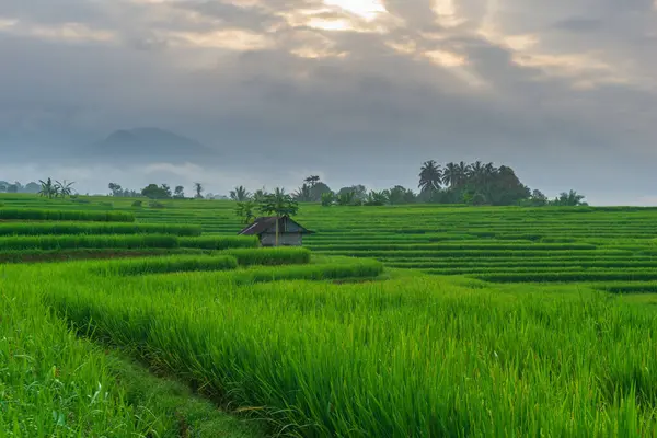 Beautiful morning view indonesia Panorama Landscape paddy fields with beauty color and sky natural light