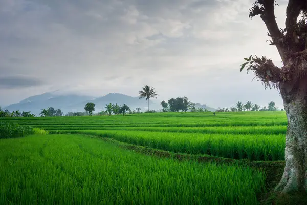 Beautiful morning view indonesia Panorama Landscape paddy fields with beauty color and sky natural light