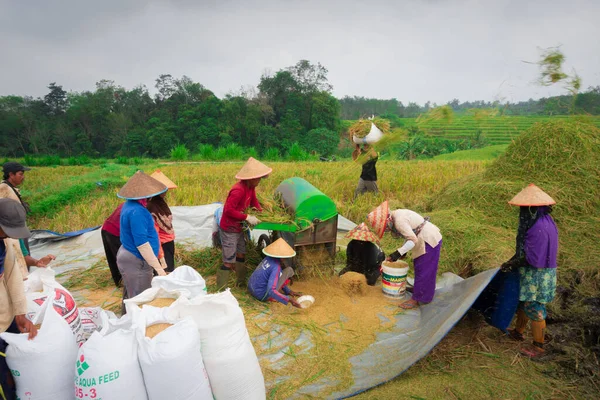 Beautiful morning view indonesia Panorama Landscape paddy fields with beauty color and sky natural light