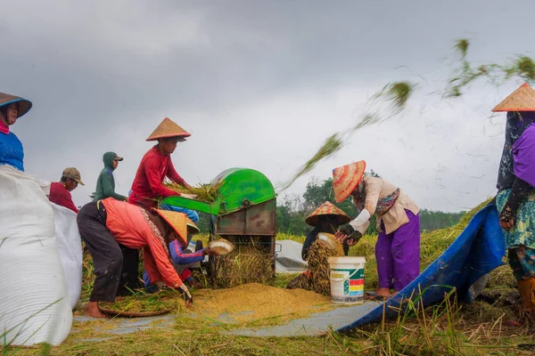 Beautiful morning view indonesia Panorama Landscape paddy fields with beauty color and sky natural light