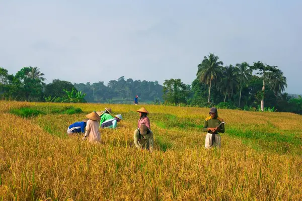 Beautiful morning view indonesia Panorama Landscape paddy fields with beauty color and sky natural light