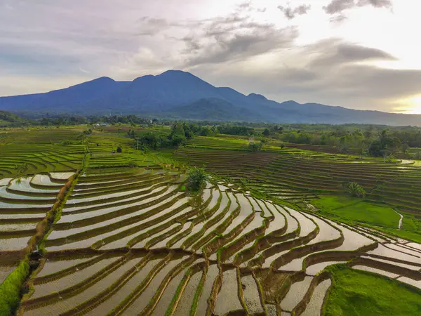 Beautiful morning view indonesia Panorama Landscape paddy fields with beauty color and sky natural light