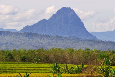 Beautiful morning view indonesia Panorama Landscape paddy fields with beauty color and sky natural light
