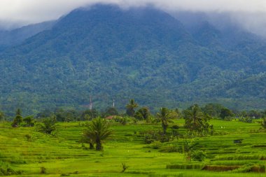 Beautiful morning view indonesia Panorama Landscape paddy fields with beauty color and sky natural light