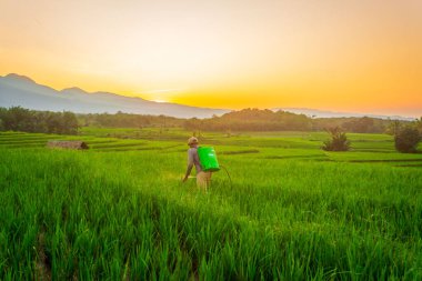 Beautiful morning view indonesia Panorama Landscape paddy fields with beauty color and sky natural light