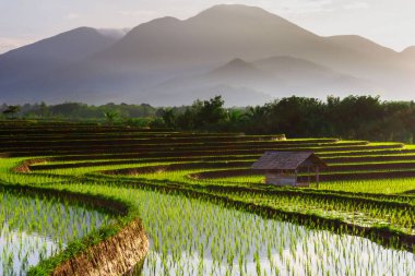 Beautiful morning view indonesia Panorama Landscape paddy fields with beauty color and sky natural light