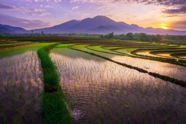 Beautiful morning view indonesia Panorama Landscape paddy fields with beauty color and sky natural light