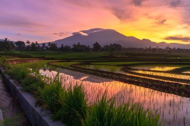 Beautiful morning view indonesia Panorama Landscape paddy fields with beauty color and sky natural light