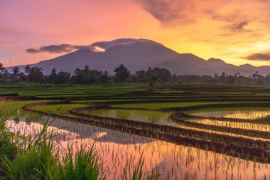 Beautiful morning view indonesia Panorama Landscape paddy fields with beauty color and sky natural light