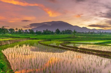 Beautiful morning view indonesia Panorama Landscape paddy fields with beauty color and sky natural light