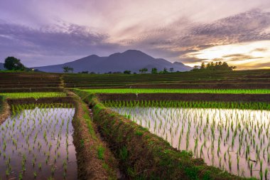 Beautiful morning view indonesia Panorama Landscape paddy fields with beauty color and sky natural light