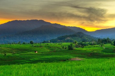 Beautiful morning view indonesia Panorama Landscape paddy fields with beauty color and sky natural light