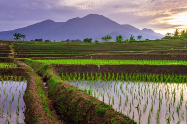 Beautiful morning view indonesia Panorama Landscape paddy fields with beauty color and sky natural light