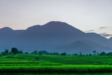 Beautiful morning view indonesia Panorama Landscape paddy fields with beauty color and sky natural light