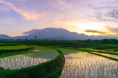 Beautiful morning view indonesia Panorama Landscape paddy fields with beauty color and sky natural light