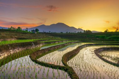 Beautiful morning view indonesia Panorama Landscape paddy fields with beauty color and sky natural light
