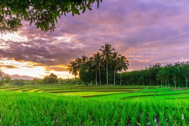 Beautiful morning view indonesia Panorama Landscape paddy fields with beauty color and sky natural light
