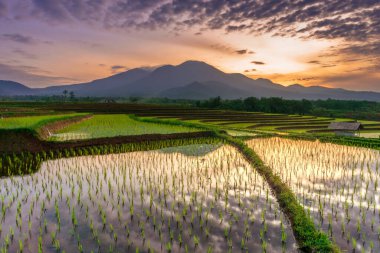 Beautiful morning view indonesia Panorama Landscape paddy fields with beauty color and sky natural light