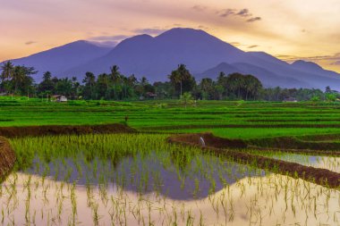 Beautiful morning view indonesia Panorama Landscape paddy fields with beauty color and sky natural light