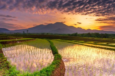 Beautiful morning view indonesia Panorama Landscape paddy fields with beauty color and sky natural light