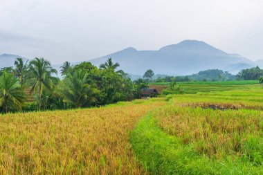 Endonezya 'nın güzel sabah manzarası Dağlar ve tropikal ormanlar