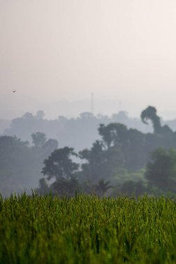 Endonezya 'nın güzel sabah manzarası Dağlar ve tropikal ormanlar