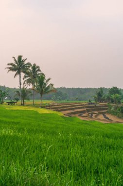 Endonezya 'nın güzel sabah manzarası Dağlar ve tropikal ormanlar