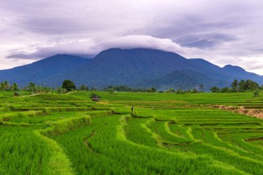 Endonezya 'nın güzel sabah manzarası Dağlar ve tropikal ormanlar