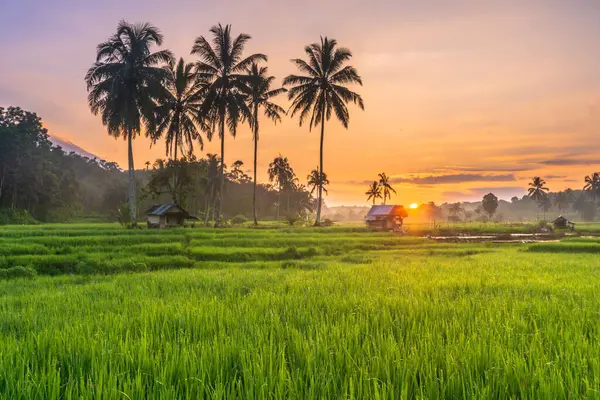 Vacker Morgon Utsikt Från Indonesien Över Bergen Och Tropisk Skog Royaltyfria Stockbilder