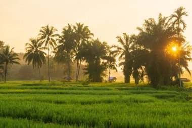 Endonezya 'nın güzel sabah manzarası Dağlar ve tropikal ormanlar