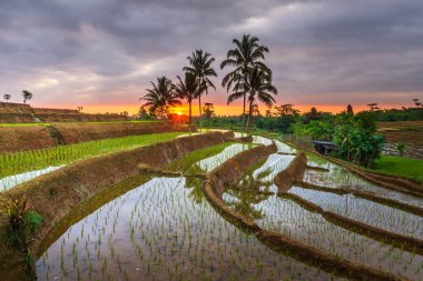 Endonezya 'nın güzel sabah manzarası Dağlar ve tropikal ormanlar