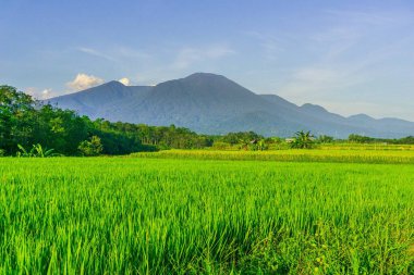 Endonezya 'nın güzel sabah manzarası Dağlar ve tropikal ormanlar