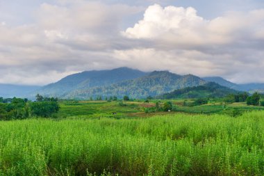 Endonezya 'nın güzel sabah manzarası Dağlar ve tropikal ormanlar