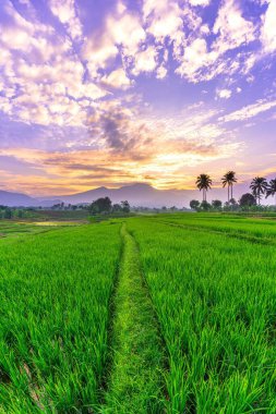 Endonezya 'nın güzel sabah manzarası Dağlar ve tropikal ormanlar