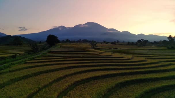Nádherná Ranní Indonésie Panorama Krajina Rýžová Pole Krásnou Barvou Oblohou — Stock video