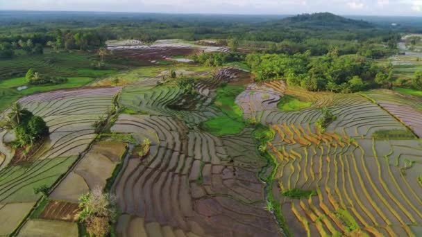 Piękny Poranny Widok Indonezji Panorama Pola Ryżowe Pejzaż Pięknymi Kolorami — Wideo stockowe