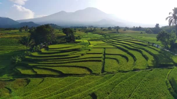 Piękny Poranny Widok Indonezji Panorama Pola Ryżowe Pejzaż Pięknymi Kolorami — Wideo stockowe