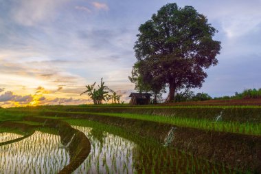Endonezya 'nın güzel sabah manzarası Dağlar ve tropikal ormanlar