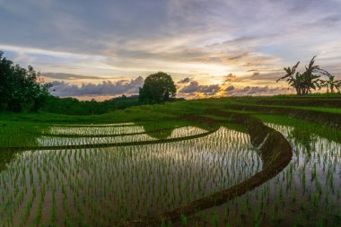 Endonezya 'nın güzel sabah manzarası Dağlar ve tropikal ormanlar