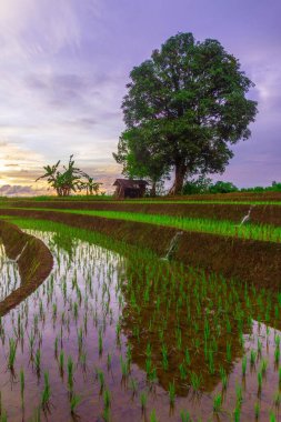 Endonezya 'nın güzel sabah manzarası Dağlar ve tropikal ormanlar