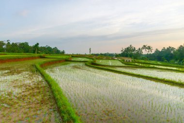 Endonezya 'nın güzel sabah manzarası Dağlar ve tropikal ormanlar