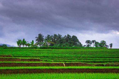 Endonezya 'nın güzel sabah manzarası Dağlar ve tropikal ormanlar