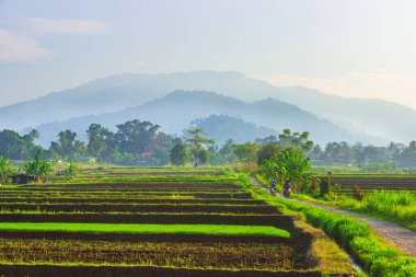 Endonezya 'nın güzel sabah manzarası Dağlar ve tropikal ormanlar