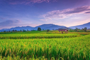 Endonezya 'nın güzel sabah manzarası Dağlar ve tropikal ormanlar
